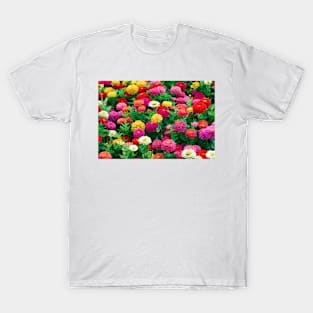 Zinnia elegans 'Dreamland Mix' (C013/1670) T-Shirt